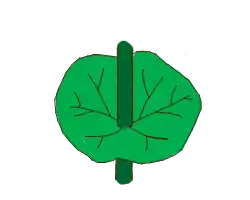 Hoja conada-perfoliada.