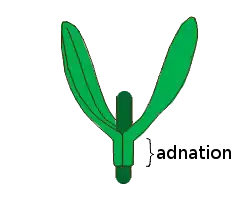 Hoja decurrente. Adnación: fusión con otro órgano, en este caso el tallo.