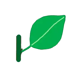 Hoja simple, se observan la yema, el pecíolo y la lámina.