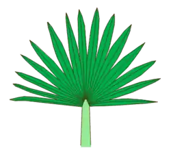 Postura longitudinal replegada.