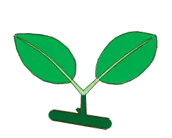 Hoja geminada. En verde oscuro el pecíolo, en verde claro los peciolulos.