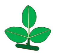 Hoja ternadamente compuesta con 1 peciolulo.