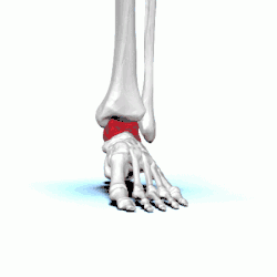 Hueso astrágalo representado en rojo.