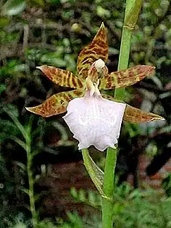 Odontoglossum bictoniense (Rhynchostele bictoniensis)