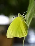 Mariposa limón emigrante de la India
