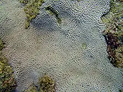 Leptastrea purpurea en Hawái