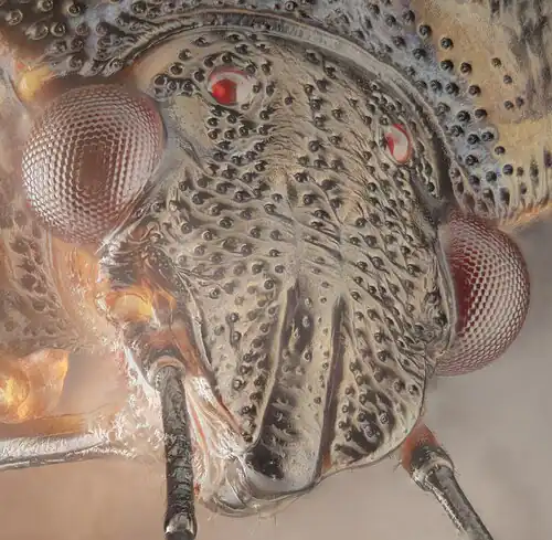 Leptoglossus occidentalis detalles.