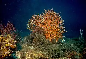 Leptogorgia sarmentosa