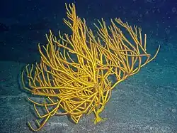 Leptogorgia viminalis