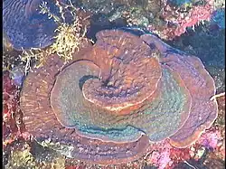 Colonia de H. cucullata (verde) creciendo entrelazada con colonia de Agaricia undata