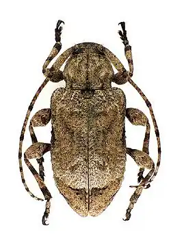 Leptostylus transversus.