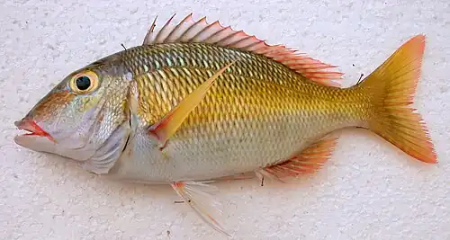 Lethrinus atkinsoni