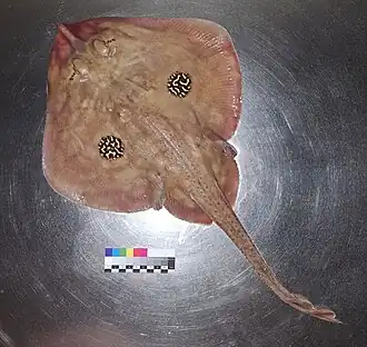 Leucoraja naevus, hembra capturada en el puerto de Castelló (España) el 23 de enero de 2025, vista apical mostrando el cuerpo completo y un testigo métrico de referencia