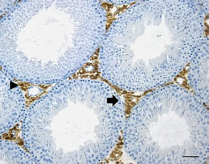Células germinales con núcleos en azul, dentro de un Túbulo seminífero. Microscopio óptico