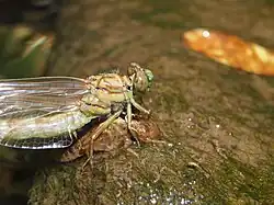 El exoesqueleto muestra exactamente como era la ninfa