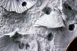 Galerías de Trypanites sobre un fondo duro con conchas de braquiópodos