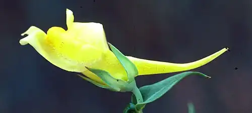 Espolón petaloideo en Linaria.