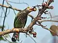 Comiendo higos (Ficus racemosa) en Calcuta, Bengala Occidental, India.