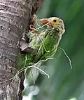 Preparando un nido en el agujero de un árbol en Calcuta, Bengala Occidental, India.