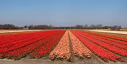 Lisse, el campo con tulipanes en el Zwartelaan