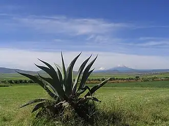 Llanos de Apan