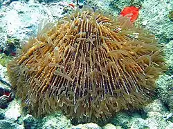 Con tentáculos expandidos, en Koh Phangan, Tailandia.