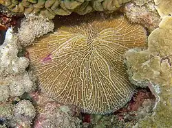 L. scutaria con septos formando dibujos irregulares en la superficie del esqueleto, anormales para la especie. Koh Phangan.