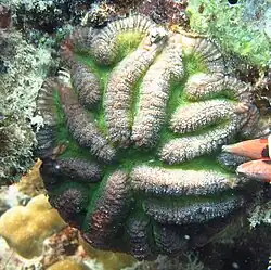 Lobophyllia hataii