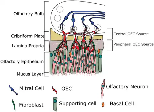 Inicio del Sistema olfativo. Olfactory neuron= Neurona olfatoria en rosado. Cribiform plate= Lámina cribiforme (base del cráneo en amarillo).