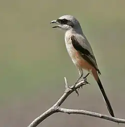 Dentirrostro (alcaudón de cola larga, Lanius schach)