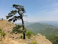 Los Reales de Sierra Bermeja