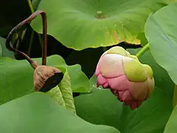 Frutos.El pedúnculo del fruto se dobla en 180º, produciéndose la maduración y el oscurecimiento del mismo (el pedúnculo de la flor fue girado para la foto).