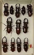Lucanus elaphus variaciones