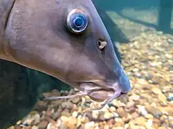 Detalle de la cabeza