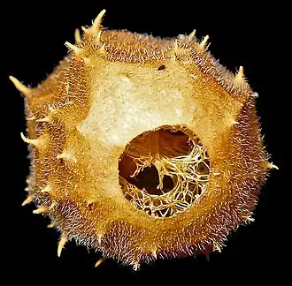 Vista distal, las semillas se deslizan a través del opérculo, mesocarpio fibroso.