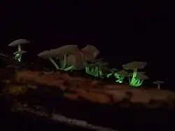 bioluminescent mycena roseoflava