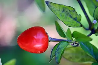Capsicum annuum 'Bolivian Rainbow'.