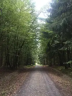 El camino cruzando un bosque.