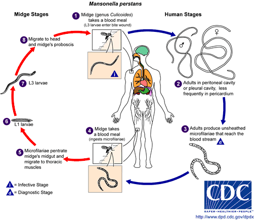 Ciclo de vida de nematodos Mansonella.