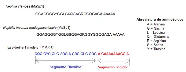 Estructura primaria de algunas fibroínas (MaSp1) de sedas de araña radiales o estructurales