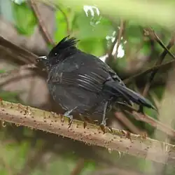 Mackenziaena severa - Tufted Antshrike