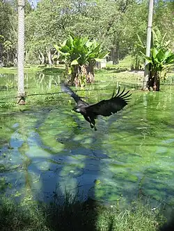 Águila pescadora de Madagascar.