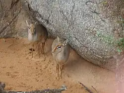 Pareja de Dik-diks de Kirk en invierno