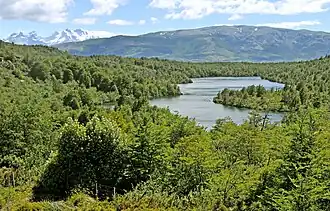 Bosque subpolar magallánico en Chile