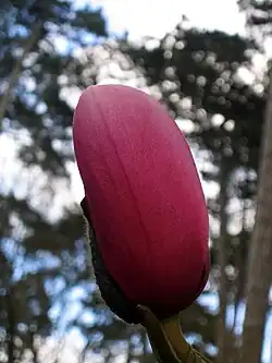 Magnolia campbellii