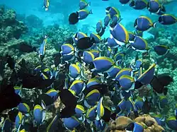 Cardumen en Maldivas.