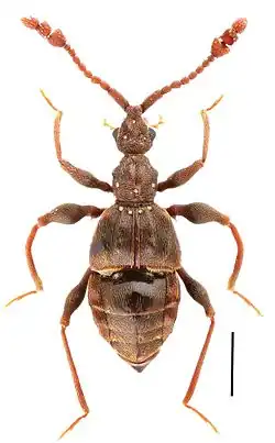 Labomimus mirus