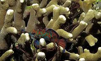 En Pintu Colada, Sulawesi, Indonesia.