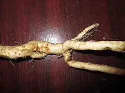 Mandrake Root.