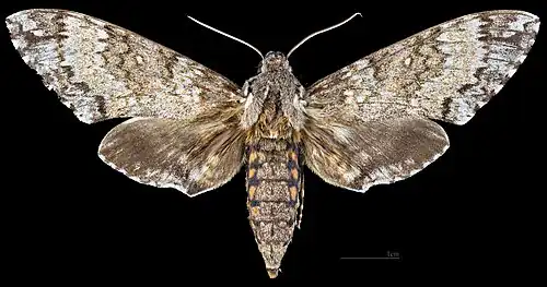 Manduca rustica calapagensis, vista dorsal MHNT